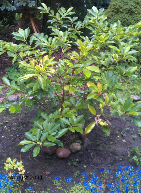 Magnolie 2011